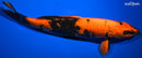 13" KIN HI UTSURI