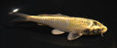 6.75" KUJAKU