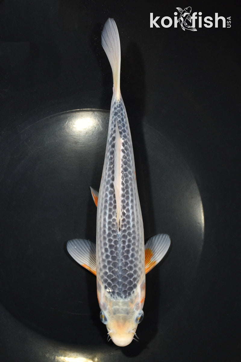 8.75" ASAGI