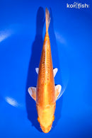 10.75" GINRIN DOITSU ORENJI OGON