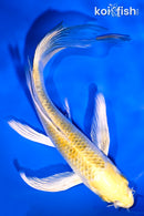 6.25" KUJAKU BUTTERFLY