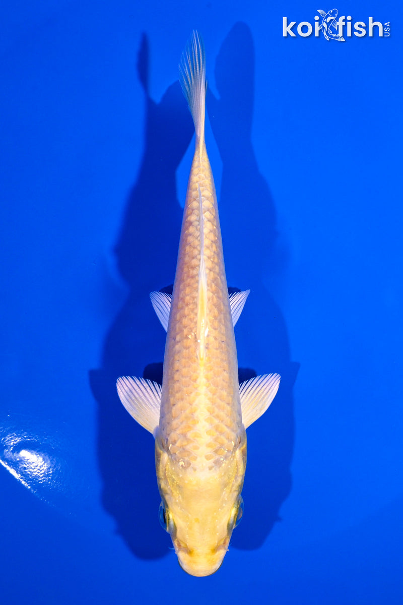 5" YAMABUKI OGON