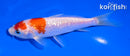 5" GINRIN KOHAKU