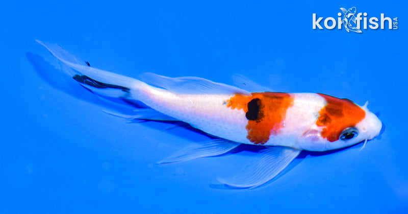 5.25" SANKE BUTTERFLY