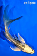 5.25" ARAGOKE KIN KIKOKURYU BUTTERFLY