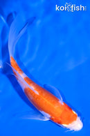 4.5" LEATHER KOHAKU BUTTERFLY