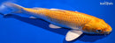 9" YAMABUKI OGON