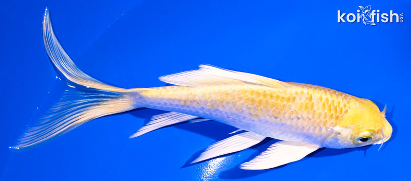 5.5" YAMABUKI OGON BUTTERFLY
