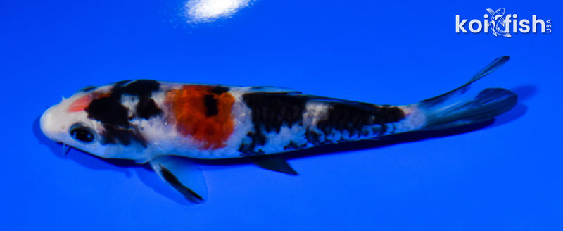 4.75" DOITSU SANKE
