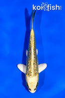 4.5" GINRIN KIN KI MATSUBA
