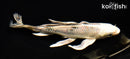 7.25" GIN SHIRO BEKKO BUTTERFLY