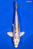8" KIN KIKOKURYU