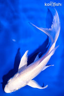 5.5" PLATINUM OGON BUTTERFLY