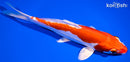 8" KIKUSUI
