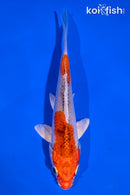 5.5" KUJAKU