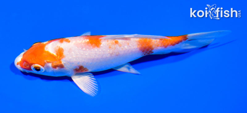 5.25" HARIWAKE