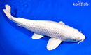 14.5" GINRIN PLATINUM OGON