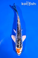 4.5" DOITSU KUJAKU