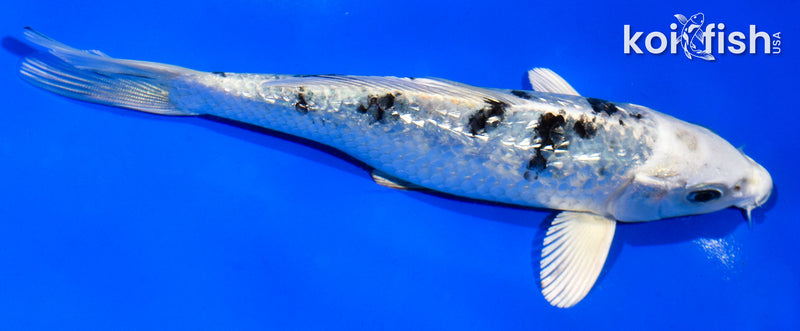 5.5" GINRIN GIN SHIRO BEKKO