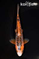 5.75" HI SHUSUI