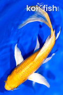 8" HARIWAKE BUTTERFLY