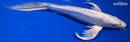 8.75" DOITSU PLATINUM OGON BUTTERFLY