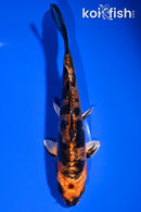 6.75" BENI KIKOKURYU