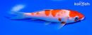6" KOHAKU