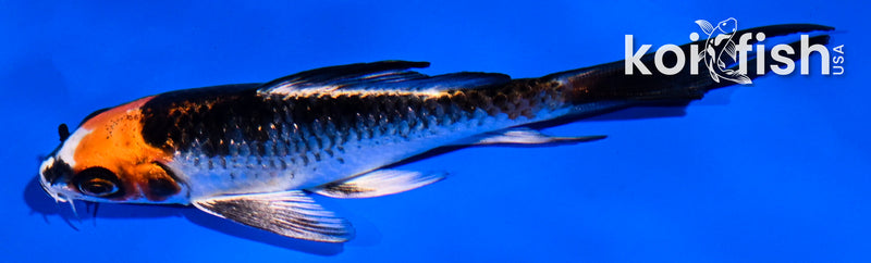 5" BENI GINGA BUTTERFLY