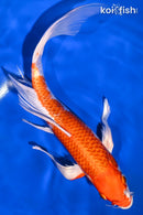 10.25" HARIWAKE BUTTERFLY