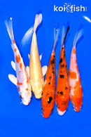 PACK OF (5) 5.75-6.25" STANDARD KOI