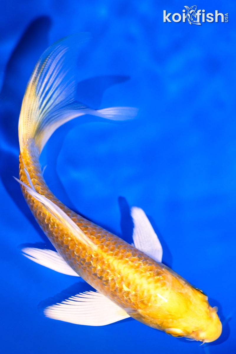 5.25" GINRIN YAMABUKI OGON BUTTERFLY