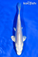 5" DOITSU PLATINUM OGON