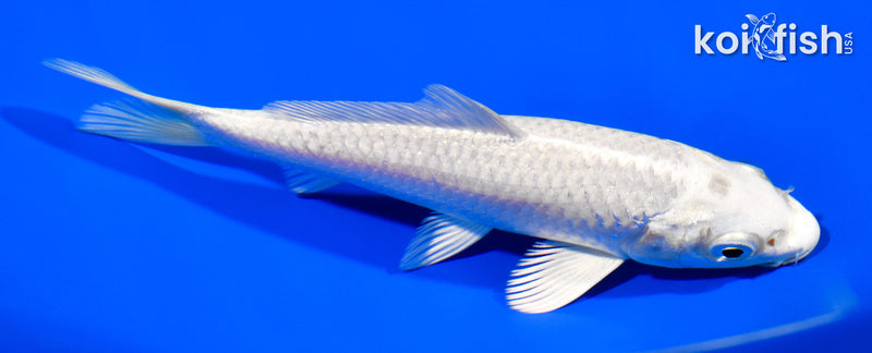 5.5" PLATINUM OGON