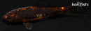 4.25" BENI KUMONRYU