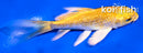 4.5" GINRIN YAMABUKI OGON BUTTERFLY