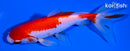 5" SARASA WAKIN GOLDFISH