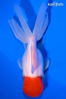 5" TANCHO ORANDA GOLDFISH