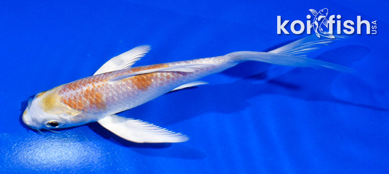 5" LEMON HARIWAKE BUTTERFLY
