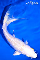 7.25" LEMON HARIWAKE BUTTERFLY