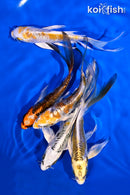 PACK OF (5) 4.5-6" DOITSU BUTTERFLY KOI