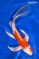 10" HARIWAKE BUTTERFLY