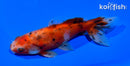 4.75" CALICO WAKIN GOLDFISH