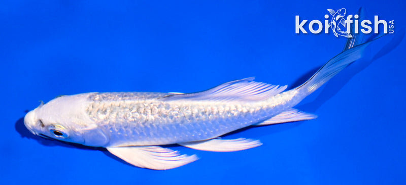 5" GINRIN GIN MATSUBA BUTTERFLY