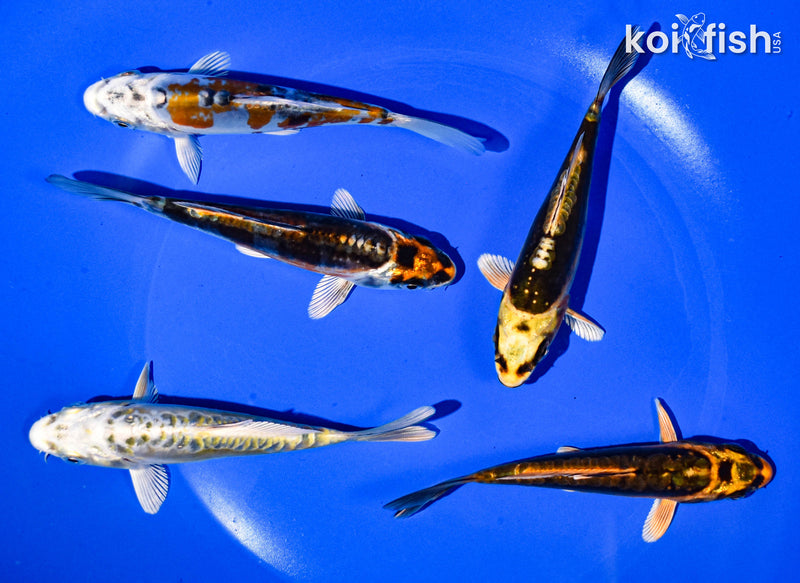 PACK OF (5) 3-4" STANDARD GHOST KOI