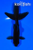 5.75" WATONAI GOLDFISH