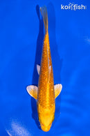 6" GINRIN YAMABUKI OGON