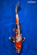 14.5" BENI KIKOKURYU
