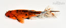 5.75" CALICO WAKIN GOLDFISH