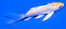 4" GINRIN LEMON HARIWAKE BUTTERFLY